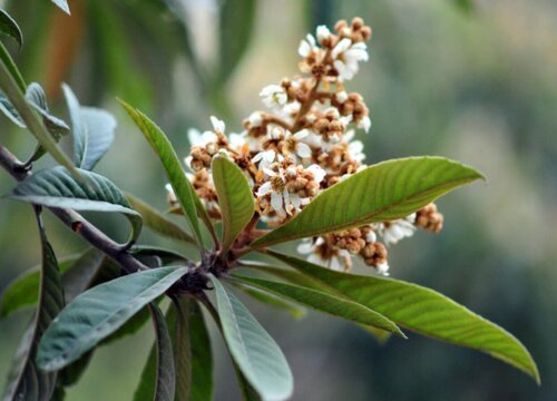 枇杷树开花吗