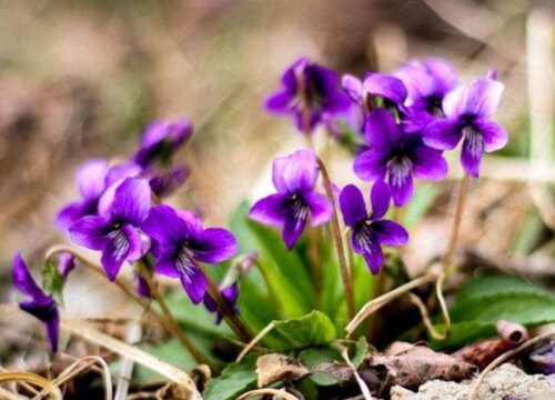 紫花地丁生长环境条件及特点