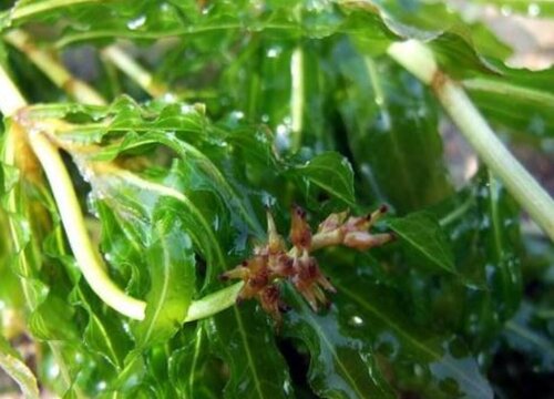 菹草种子几月份种植合适"