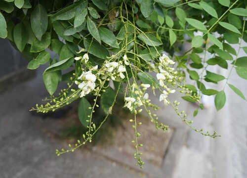 龙爪槐开花吗 开花什么样子