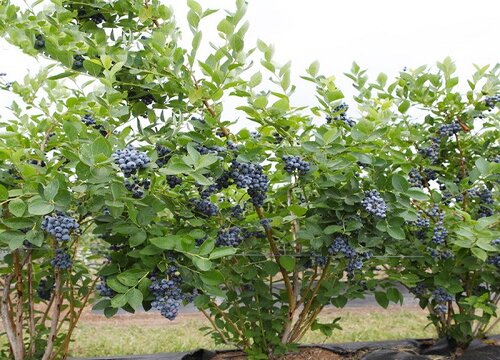 家里养蓝莓风水好吗"