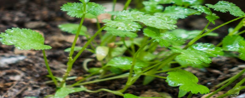 香菜怎么种植方法"