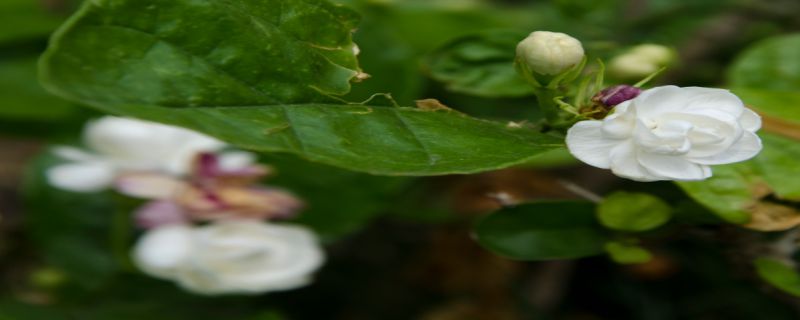 茉莉花怎么浇水"