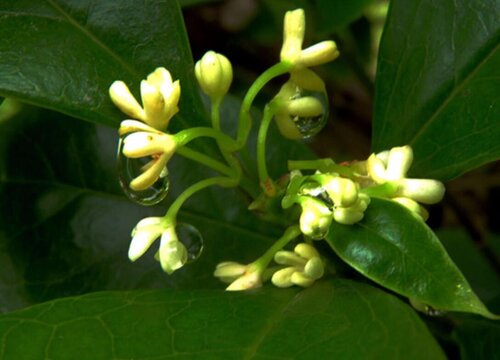 四季桂花树怎么养长的好"