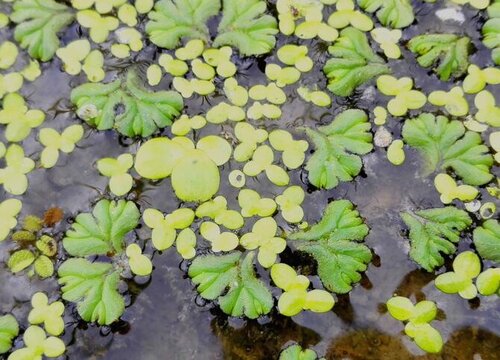 浮萍是草本植物吗"