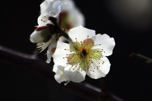 梅花是什么季节开的