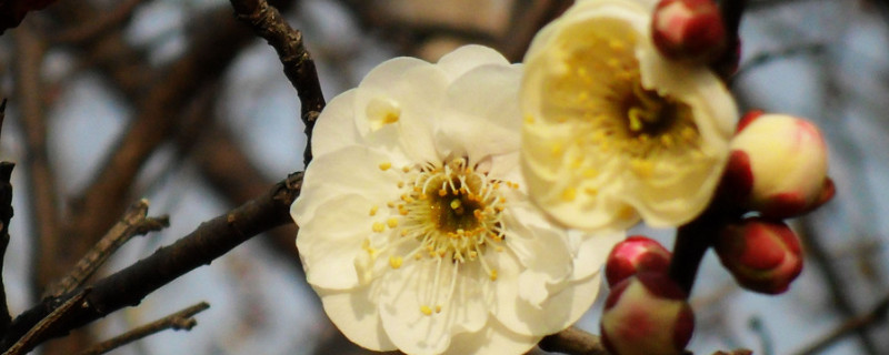 梅花不开花的原因？梅花为什么不开花