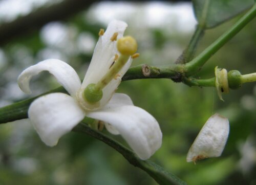 橘子开花吗