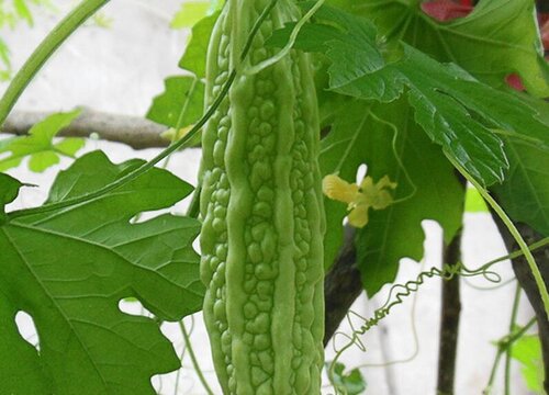 苦瓜几月份种植合适"