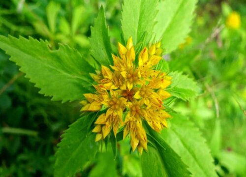 费菜开花吗 开花什么样子