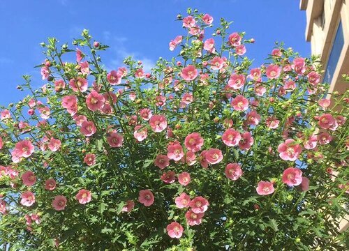 木槿花期养护方法"