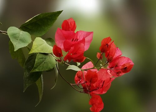 叶子花喜阴还是喜阳