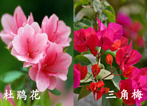 杜鹃花和三角梅是一种花吗"