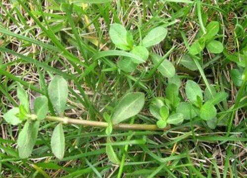 水花生种子几月份种植合适"