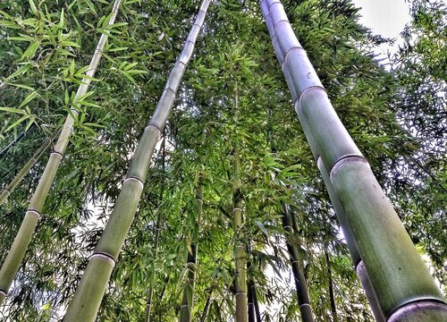 用根繁殖的植物有哪些