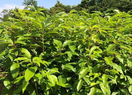 樟树是保护植物吗