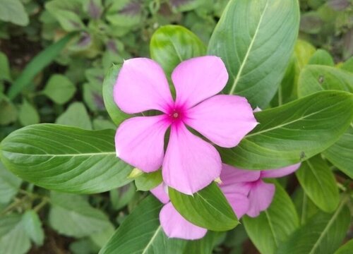 五叶梅一年四季开花吗"