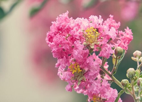 紫薇花怎么养才开花"