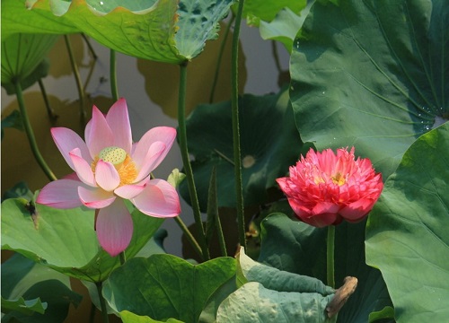 荷花生长环境条件及特点"