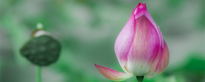 盆栽荷花怎么施肥