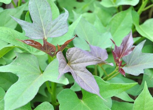 红薯苗几月份种植合适