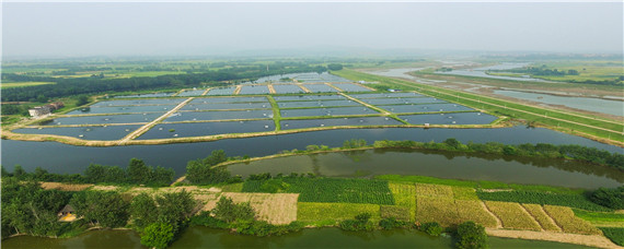 淡水虾养殖基地"