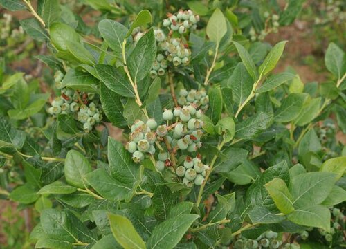 蓝莓几月份种植合适"