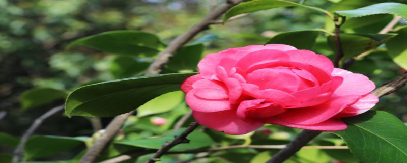 茶花怎么浇水"