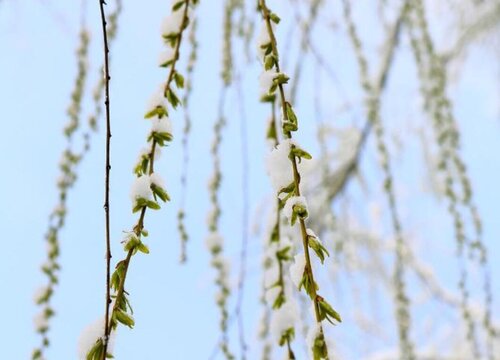 家里养雪柳风水好吗