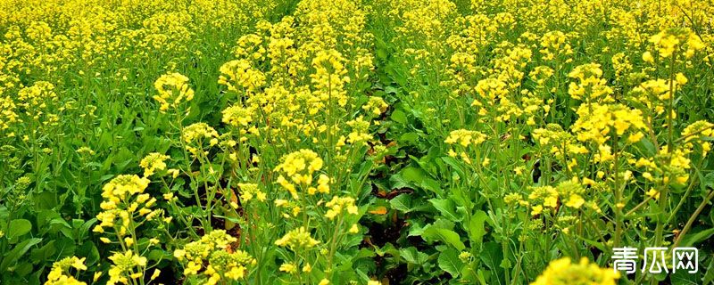 油菜田除草的时机