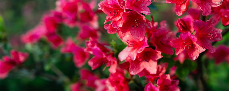 杜鹃花怎么浇水