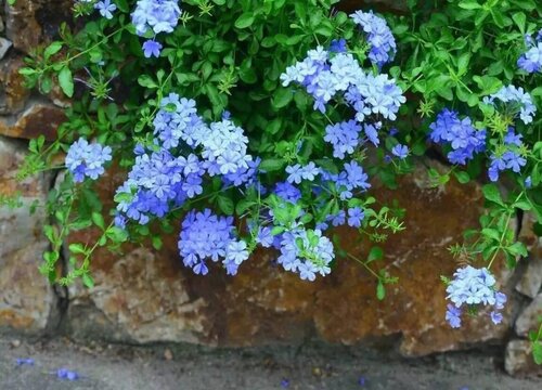 蓝雪花一年四季开花吗