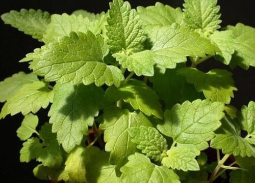 河南荆芥几月份种植合适"