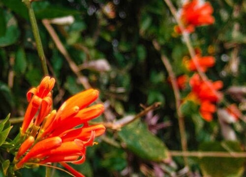 炮仗花花期多长时间"