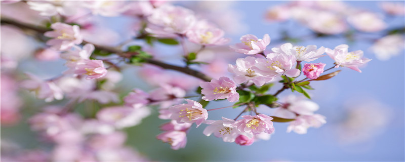 海棠花什么时候嫁接