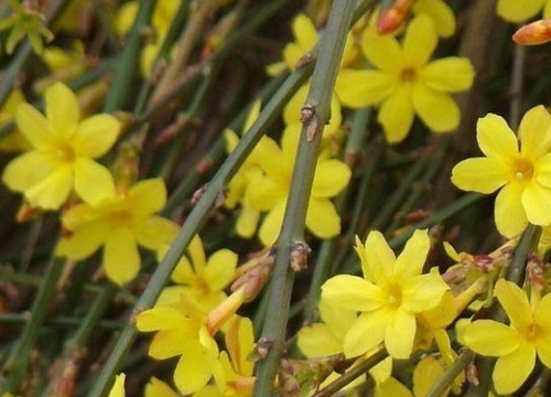 迎春花花语及代表意义"