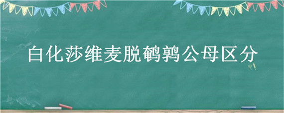 白化莎维麦脱鹌鹑公母区分