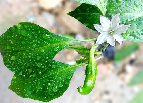 小辣椒花怎么养长的好"