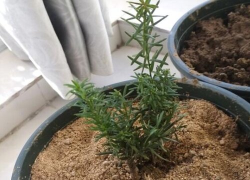 红豆杉是被子植物吗