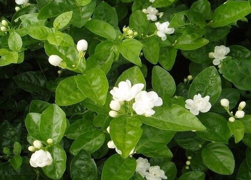 家里养茉莉花风水好吗