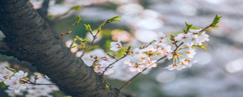 樱花是落叶还是常绿"