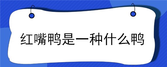 红嘴鸭是一种什么鸭