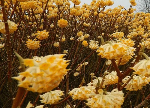 冬季开花的植物花卉有哪些