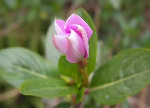 四季的花是什么颜色