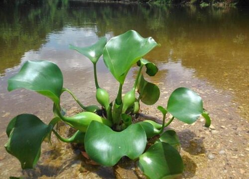 水培水葫芦怎么养护"