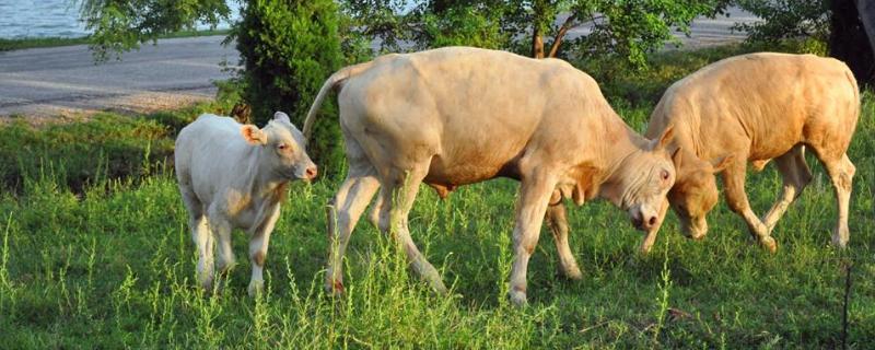 新生牛犊抽搐背脖子怎么办新生牛犊能承受零下多少度