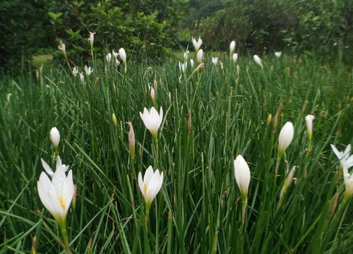 种花草用什么肥料最好"