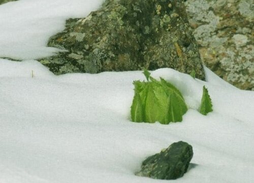 天山雪莲生长环境条件及特点"