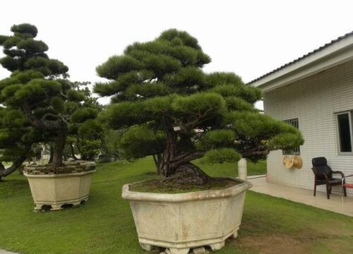 室内阔叶植物有哪些