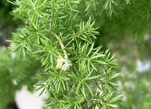 天冬草是花还是草"